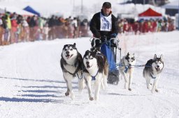 Lenk 2013